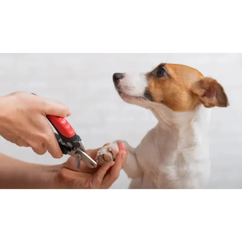 NAIL TRIMMING SERVICE