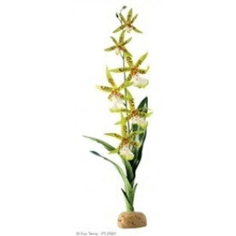 Exo Terra Plant, Spider Orchid Pt2991
