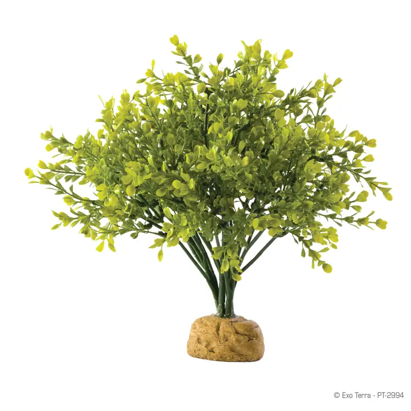 Exo Terra Rainforest Plant - Boxwood Bush - Pt2994 