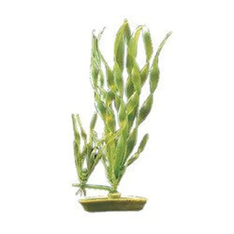 Aquascaper Corkscrew Vallisneria 8in Pp806