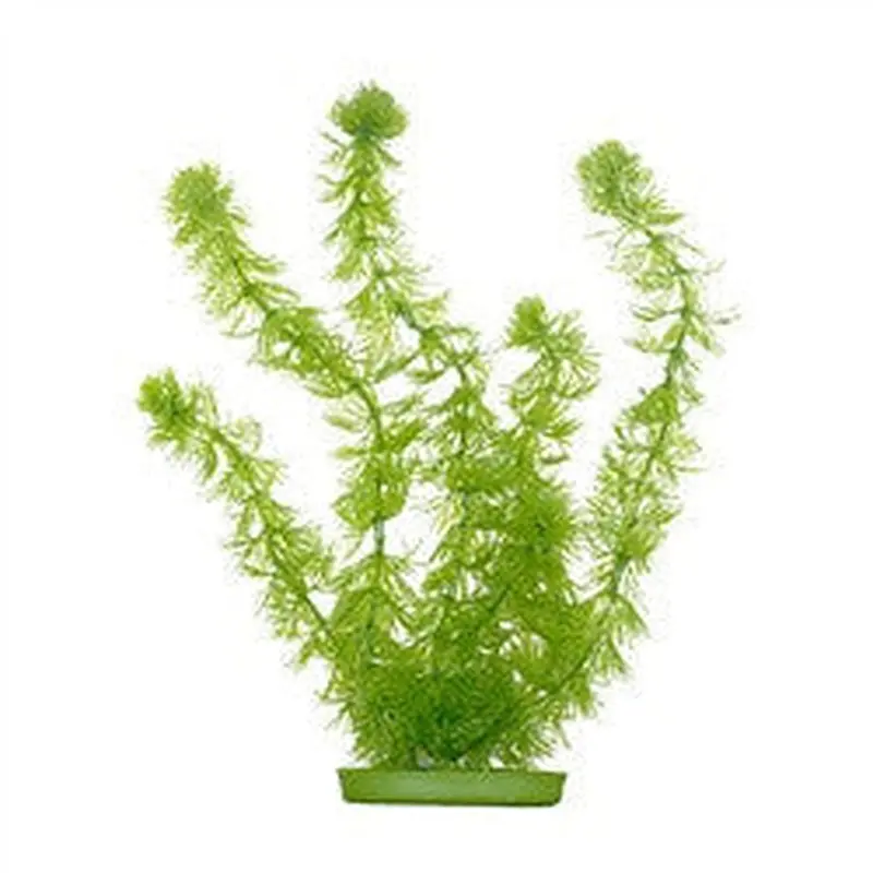 Aquascaper Hornwort Large 12in Pp1212