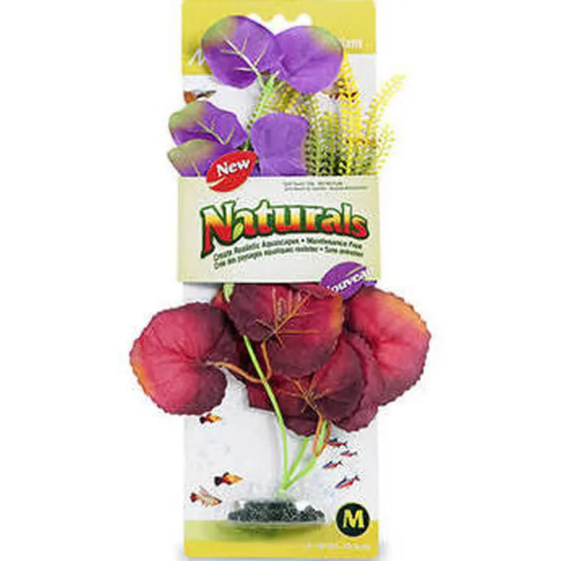 Marina Naturals Indigo and Deep Red Moneywort Plant Medium Pp123