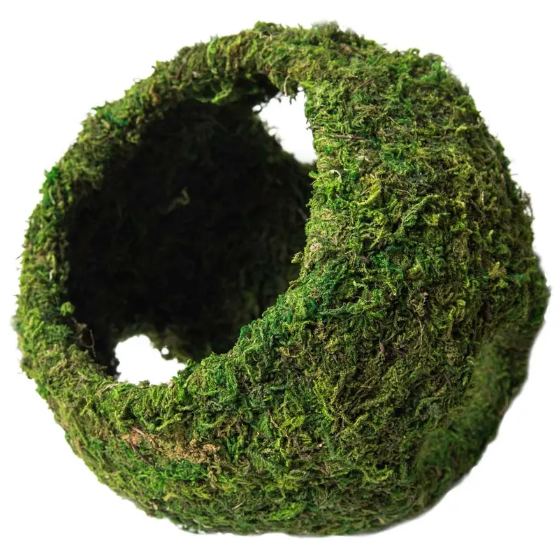 Galapagos Mossy Cave Terrarium Hideaway Fresh Green 8 in