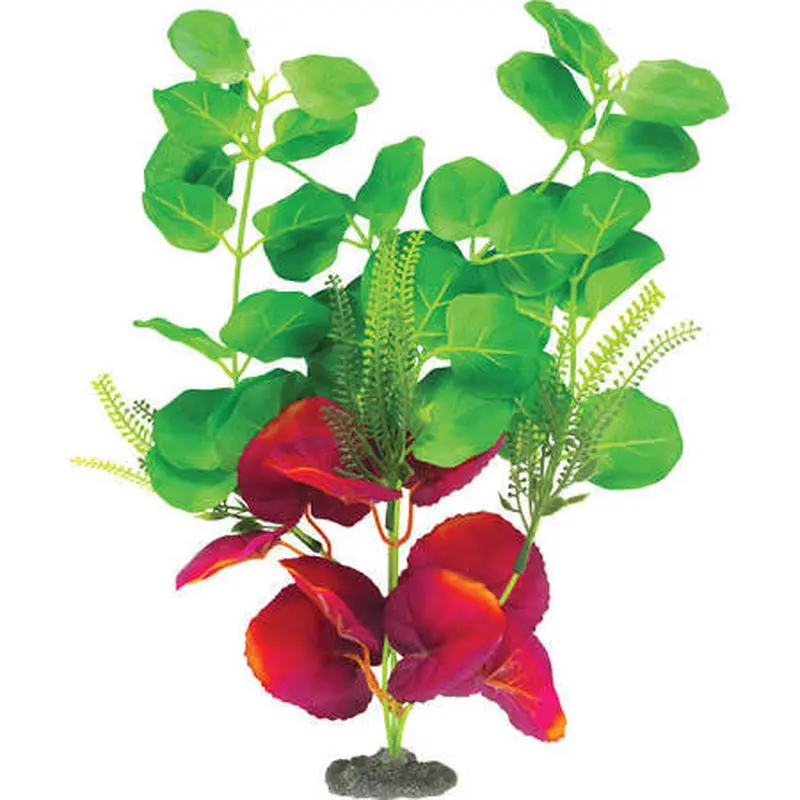 Marina Naturals Indigo and Deep Red Moneywort Plant Large Pp125