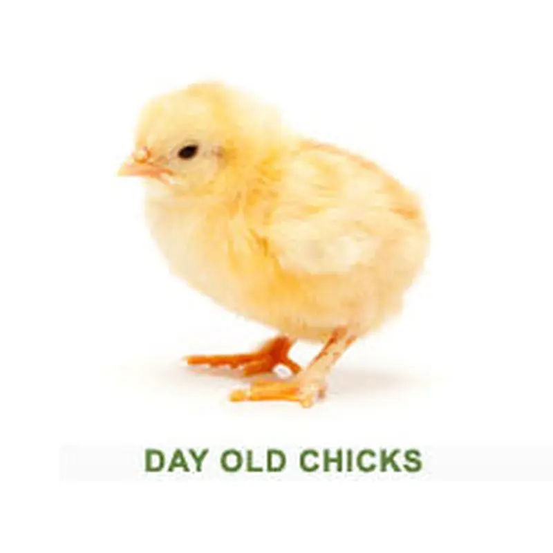 Day Old Chick